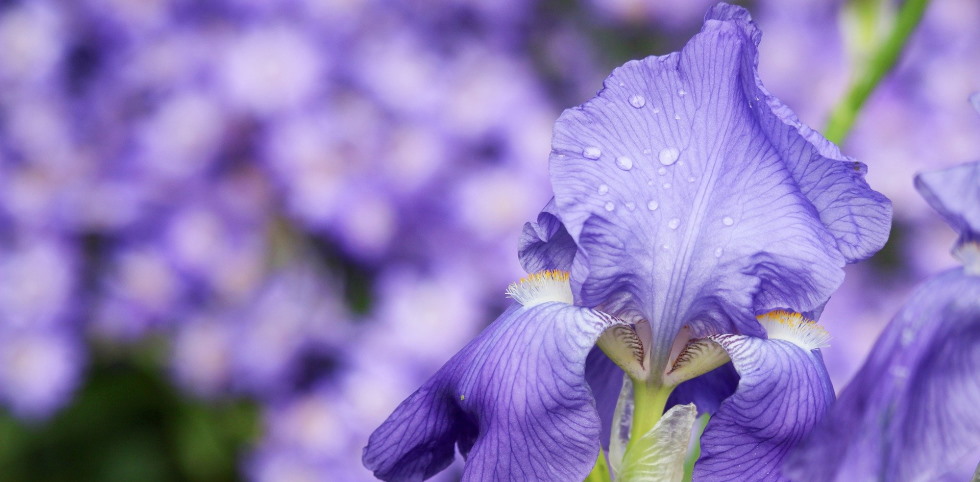 Envío de flores funerarias a los tanatorios